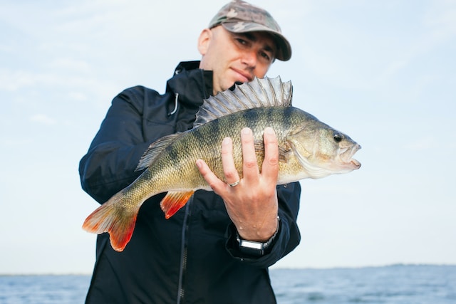 How To Clean A Walleye?